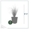 Live Ornamental Perennial Grass - White Pampas (2 Per Pack) - Showy Accent Plant - 12" Tall by 6" Wide in 1.5 Quart Pot - Image 8