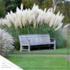 Live Ornamental Perennial Grass - White Pampas (2 Per Pack) - Showy Accent Plant - 12" Tall by 6" Wide in 1.5 Quart Pot - Image 4