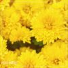 Live Flowering Hardy Chrysanthemum in Wicker Basket - Yellow - Beautiful Fall Color - 15" Tall by 12" Wide in 3 Quart Pot - Image 13