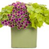 Proven Winners® Ipomoea (Sweet Potato Vine) - Sweet Caroline Green With Envy - 4 Plants Per Pack - Trailing Spring Plant - 6" Tall by 6" Wide in 1.56 PW Pot - Image 4